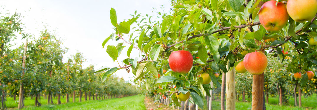 Family-Friendly Apple Orchards near Toms River NJ